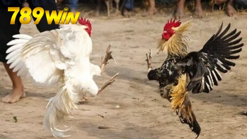 Đá gà trực tiếp 789win - Xem cực đã, cược cực chất 6 Mẹo và chiến lược chơi hiệu quả
